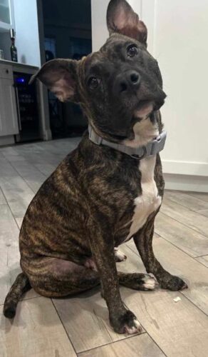 Picture of Luna