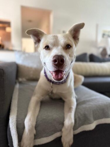 Picture of Bambino